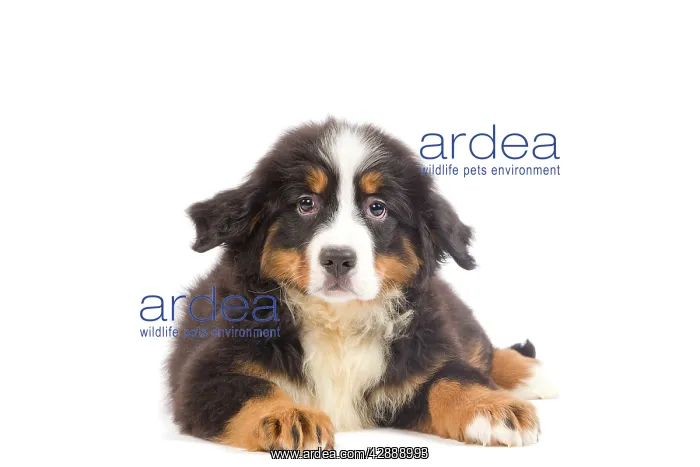 : Dog - Bernese Mountain Dog puppy in studio : Dog - Bernese Mountain Dog puppy in studio