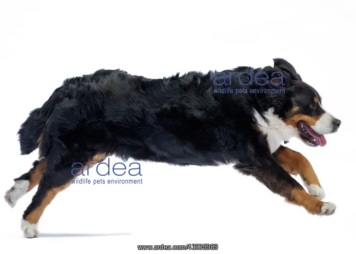  : Dog Bernese Mountain Dog running