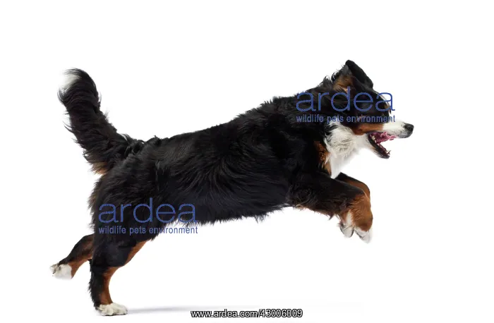  : Dog Bernese Mountain Dog running