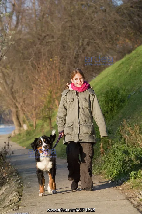 : Dog - Bernese Mountain Dog being walked by young : Dog - Bernese Mountain Dog being walked by young