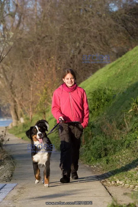 : Dog - Bernese Mountain Dog being walked by young : Dog - Bernese Mountain Dog being walked by young