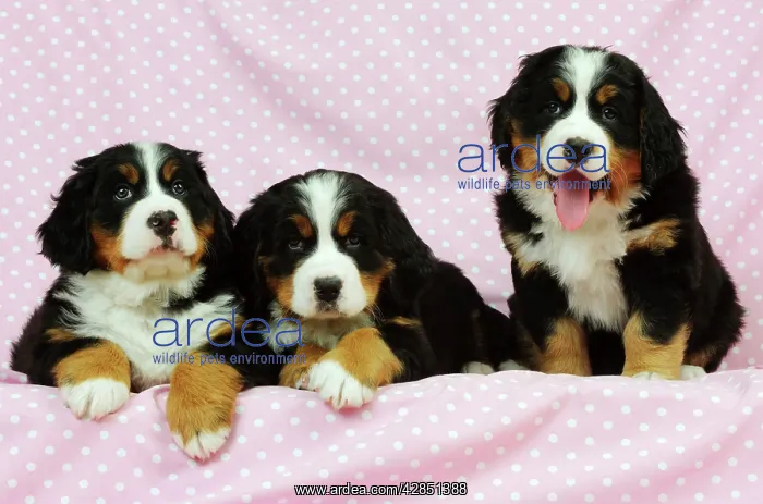 : DOG. Bernese mountain puppies lying next to bernese : DOG. Bernese mountain puppies lying next to bernese