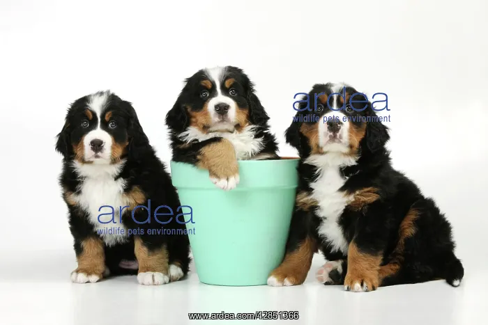 : DOG. Bernese mountain puppies sitting on either : DOG. Bernese mountain puppies sitting on either