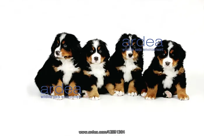 : DOG. Bernese mountain puppies sitting in a row : DOG. Bernese mountain puppies sitting in a row