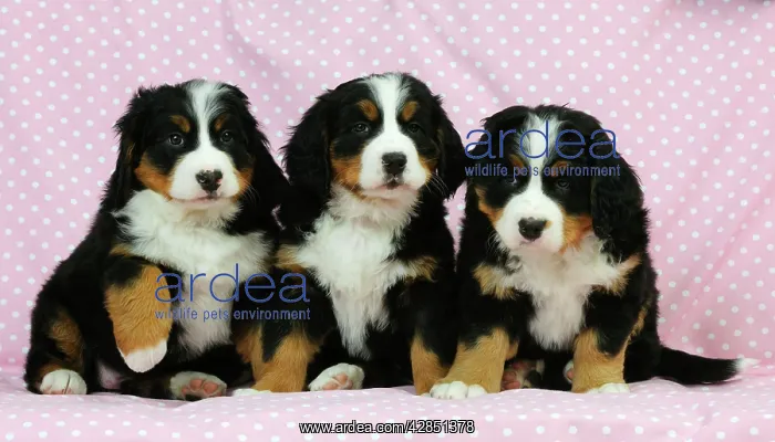 : DOG. Bernese mountain puppies sitting in a row : DOG. Bernese mountain puppies sitting in a row