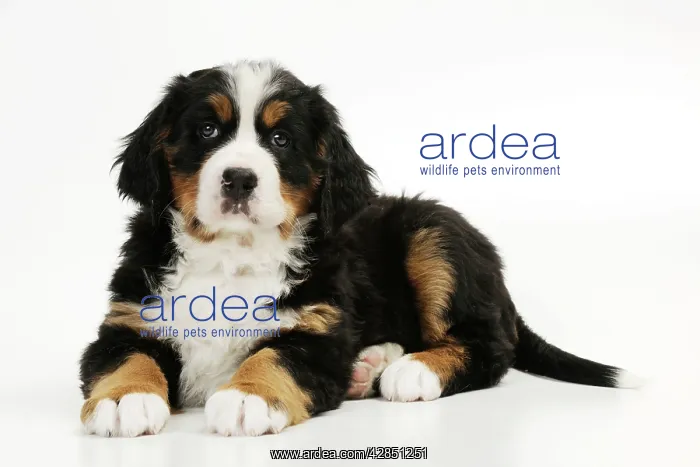 : DOG. Bernese mountain puppy lying down : DOG. Bernese mountain puppy lying down