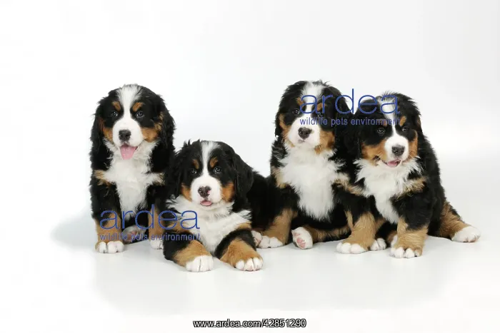 : DOG. Bernese mountain puppy lying between bernese : DOG. Bernese mountain puppy lying between bernese