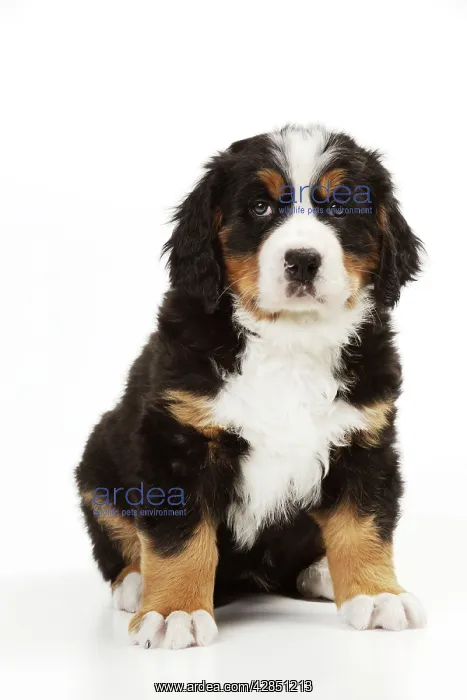 : DOG. Bernese mountain puppy sitting : DOG. Bernese mountain puppy sitting