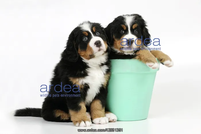 : DOG. Bernese mountain puppy sitting next to bernese : DOG. Bernese mountain puppy sitting next to bernese