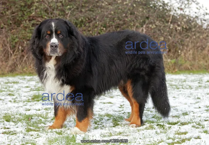 : Dog - Bernese Mountain Rescue Dog - in snow : Dog - Bernese Mountain Rescue Dog - in snow