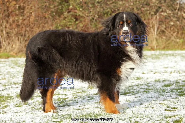 : Dog - Bernese Mountain Rescue Dog - in snow : Dog - Bernese Mountain Rescue Dog - in snow