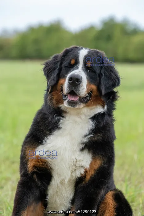 : DOG. Bernese Mountian Dog, head shot : DOG. Bernese Mountian Dog, head shot