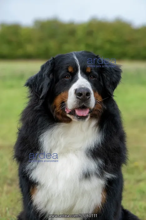 : DOG. Bernese Mountian Dog, head shot, portrait : DOG. Bernese Mountian Dog, head shot, portrait