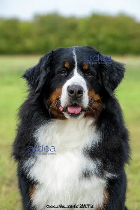 : DOG. Bernese Mountian Dog, head shot, portrait : DOG. Bernese Mountian Dog, head shot, portrait