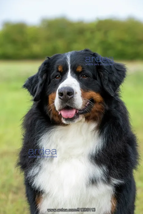 : DOG. Bernese Mountian Dog, head shot, portrait : DOG. Bernese Mountian Dog, head shot, portrait