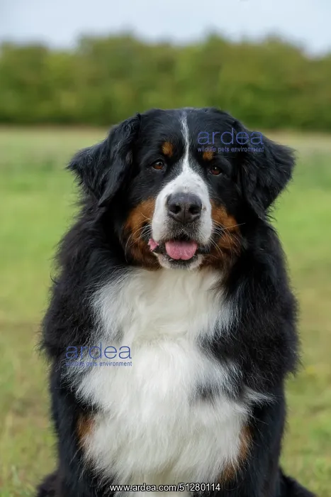 : DOG. Bernese Mountian Dog, head shot, portrait : DOG. Bernese Mountian Dog, head shot, portrait