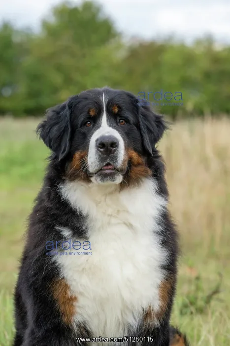 : DOG. Bernese Mountian Dog, head shot, portrait : DOG. Bernese Mountian Dog, head shot, portrait