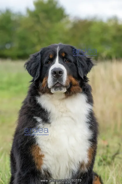 : DOG. Bernese Mountian Dog, head shot, portrait : DOG. Bernese Mountian Dog, head shot, portrait
