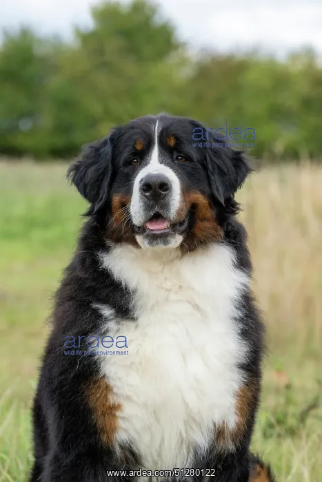 : DOG. Bernese Mountian Dog, head shot, portrait : DOG. Bernese Mountian Dog, head shot, portrait