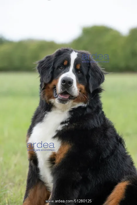 : DOG. Bernese Mountian Dog, head shot, portrait : DOG. Bernese Mountian Dog, head shot, portrait