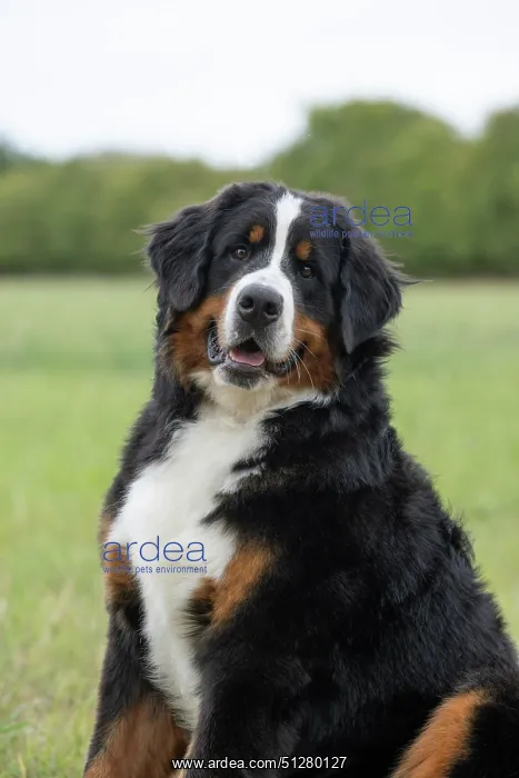  : DOG. Bernese Mountian Dog, head shot, portrait