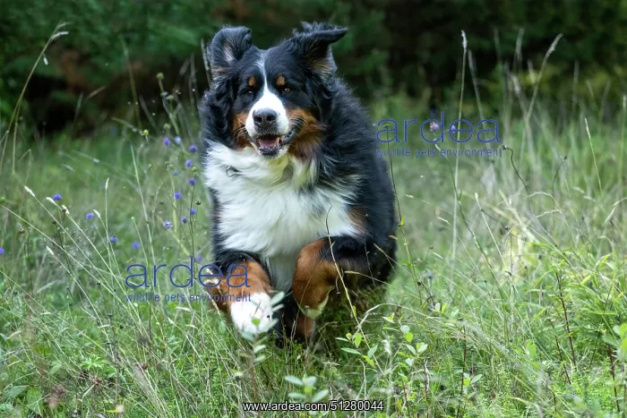 : DOG. Bernese Mountian Dog, running through long grass to camera : DOG. Bernese Mountian Dog, running through long grass to camera