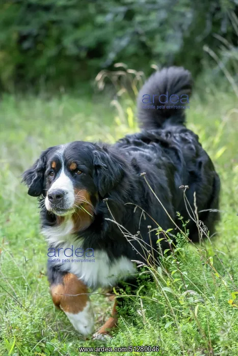 : DOG. Bernese Mountian Dog, running through long grass to camera : DOG. Bernese Mountian Dog, running through long grass to camera