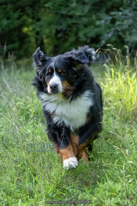 : DOG. Bernese Mountian Dog, running through long grass to camera : DOG. Bernese Mountian Dog, running through long grass to camera