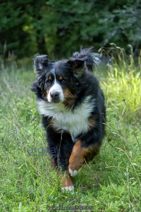: DOG. Bernese Mountian Dog, running through long grass to camera : DOG. Bernese Mountian Dog, running through long grass to camera