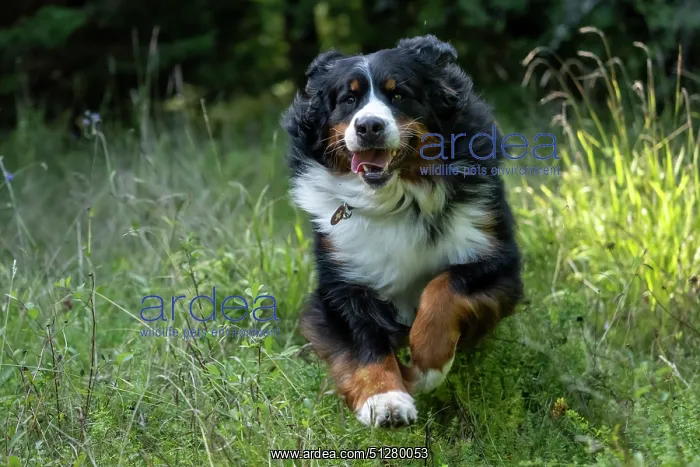 : DOG. Bernese Mountian Dog, running through long grass to camera : DOG. Bernese Mountian Dog, running through long grass to camera