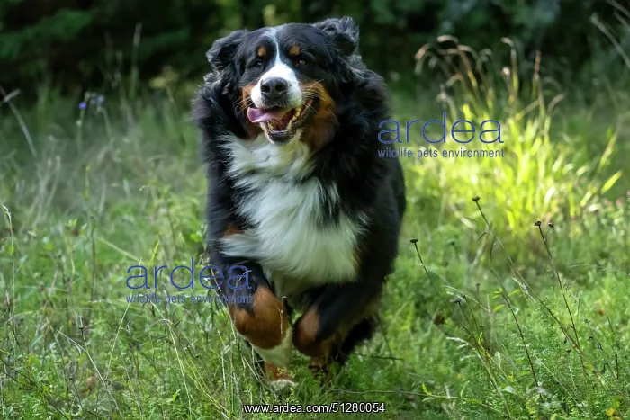 : DOG. Bernese Mountian Dog, running through long grass to camera : DOG. Bernese Mountian Dog, running through long grass to camera