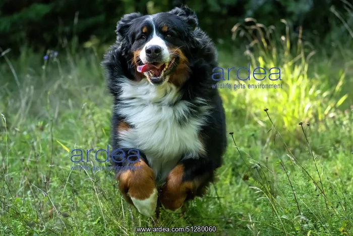 : DOG. Bernese Mountian Dog, running through long grass to camera : DOG. Bernese Mountian Dog, running through long grass to camera