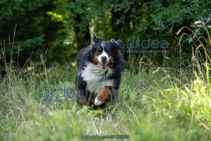 : DOG. Bernese Mountian Dog, running through long grass to camera : DOG. Bernese Mountian Dog, running through long grass to camera