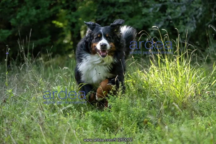 : DOG. Bernese Mountian Dog, running through long grass to camera : DOG. Bernese Mountian Dog, running through long grass to camera