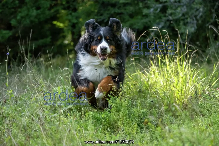 : DOG. Bernese Mountian Dog, running through long grass to camera : DOG. Bernese Mountian Dog, running through long grass to camera