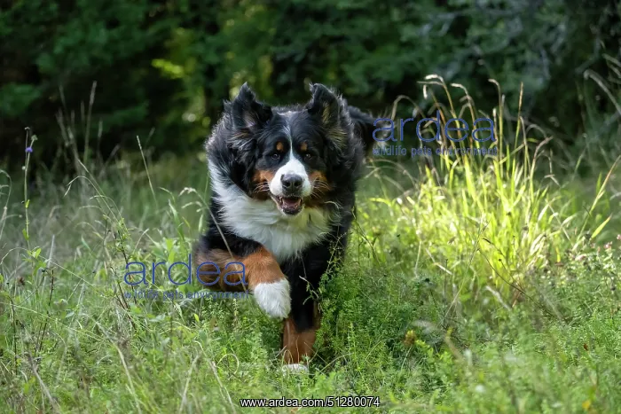 : DOG. Bernese Mountian Dog, running through long grass to camera : DOG. Bernese Mountian Dog, running through long grass to camera