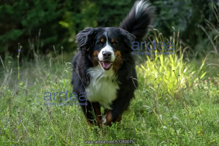 : DOG. Bernese Mountian Dog, running through long grass to camera : DOG. Bernese Mountian Dog, running through long grass to camera