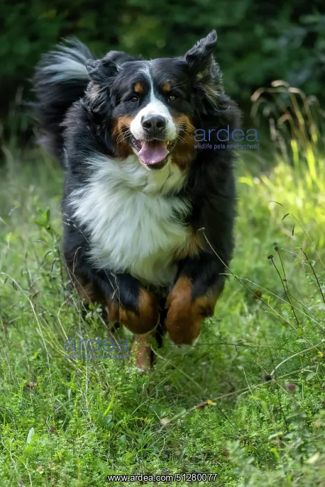 : DOG. Bernese Mountian Dog, running through long grass to camera : DOG. Bernese Mountian Dog, running through long grass to camera