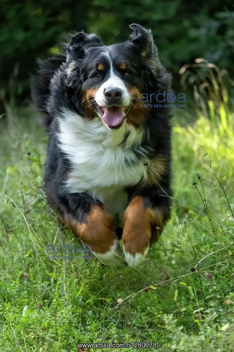 : DOG. Bernese Mountian Dog, running through long grass to camera : DOG. Bernese Mountian Dog, running through long grass to camera