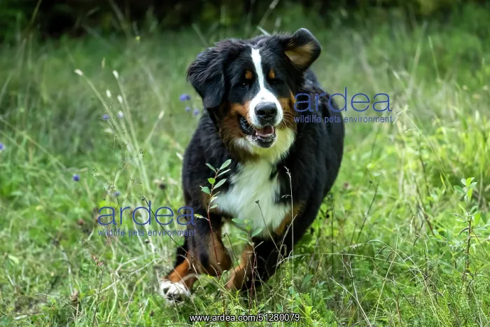 : DOG. Bernese Mountian Dog, running through long grass to camera : DOG. Bernese Mountian Dog, running through long grass to camera