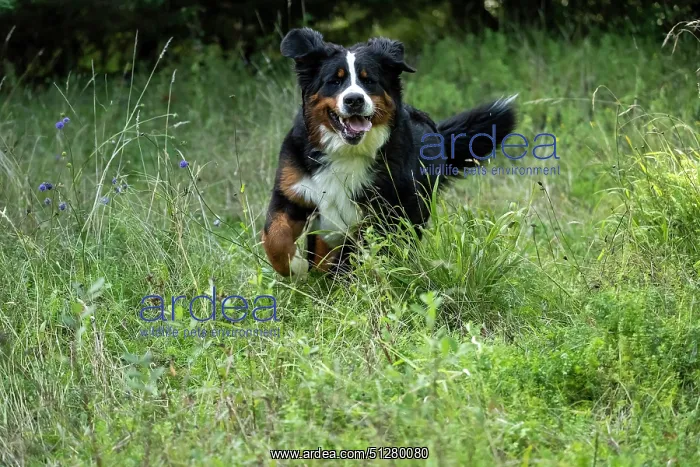 : DOG. Bernese Mountian Dog, running through long grass to camera : DOG. Bernese Mountian Dog, running through long grass to camera