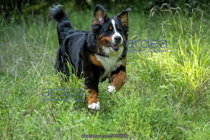: DOG. Bernese Mountian Dog, running through long grass to camera : DOG. Bernese Mountian Dog, running through long grass to camera
