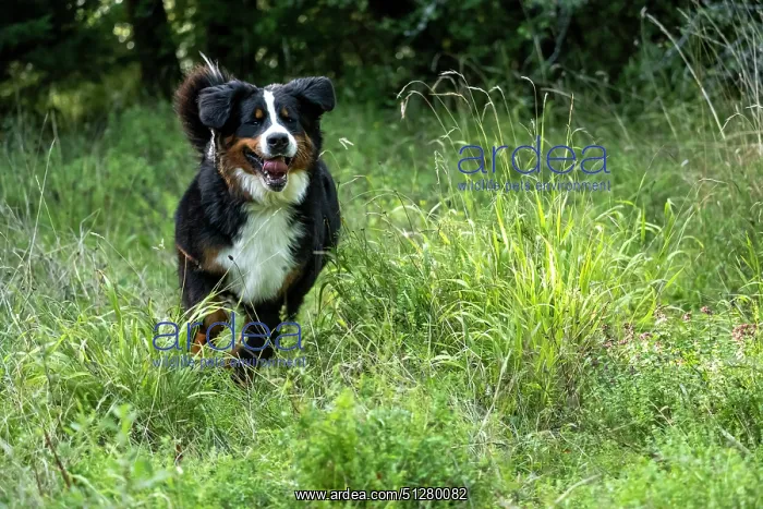 : DOG. Bernese Mountian Dog, running through long grass to camera : DOG. Bernese Mountian Dog, running through long grass to camera