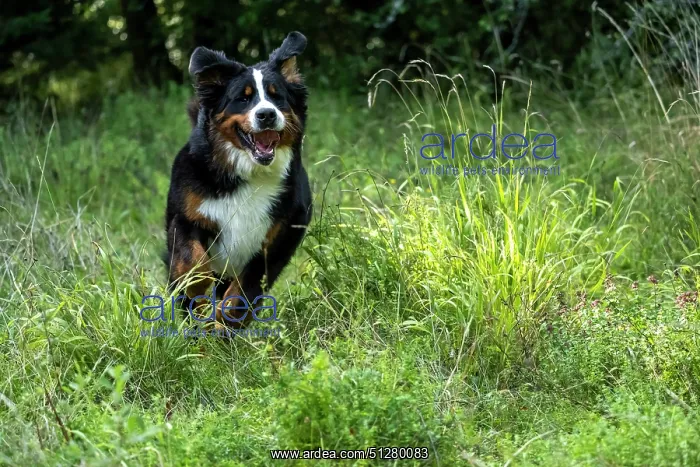 : DOG. Bernese Mountian Dog, running through long grass to camera : DOG. Bernese Mountian Dog, running through long grass to camera