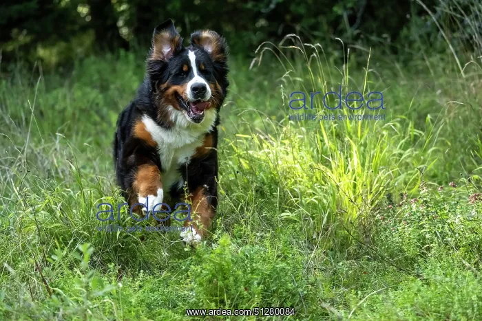 : DOG. Bernese Mountian Dog, running through long grass to camera : DOG. Bernese Mountian Dog, running through long grass to camera