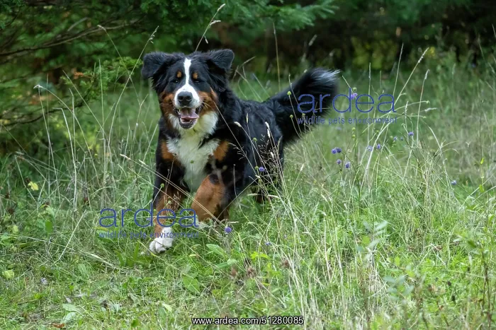 : DOG. Bernese Mountian Dog, running through long grass to camera : DOG. Bernese Mountian Dog, running through long grass to camera