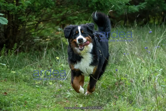 : DOG. Bernese Mountian Dog, running through long grass to camera : DOG. Bernese Mountian Dog, running through long grass to camera