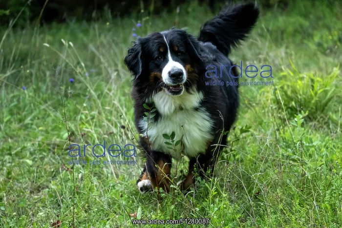: DOG. Bernese Mountian Dog, running through long grass to camera : DOG. Bernese Mountian Dog, running through long grass to camera