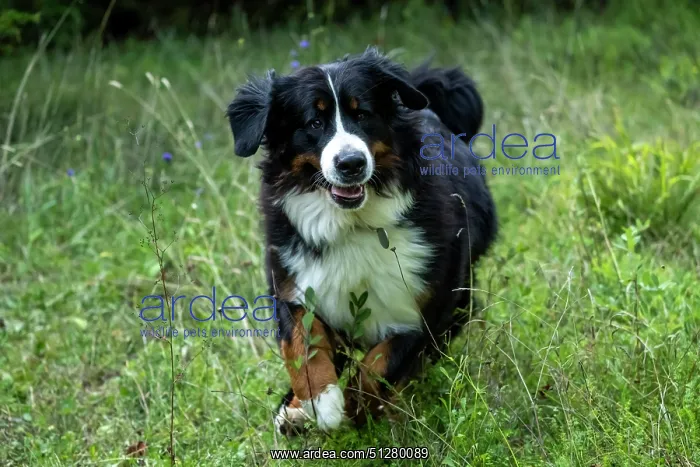 : DOG. Bernese Mountian Dog, running through long grass to camera : DOG. Bernese Mountian Dog, running through long grass to camera