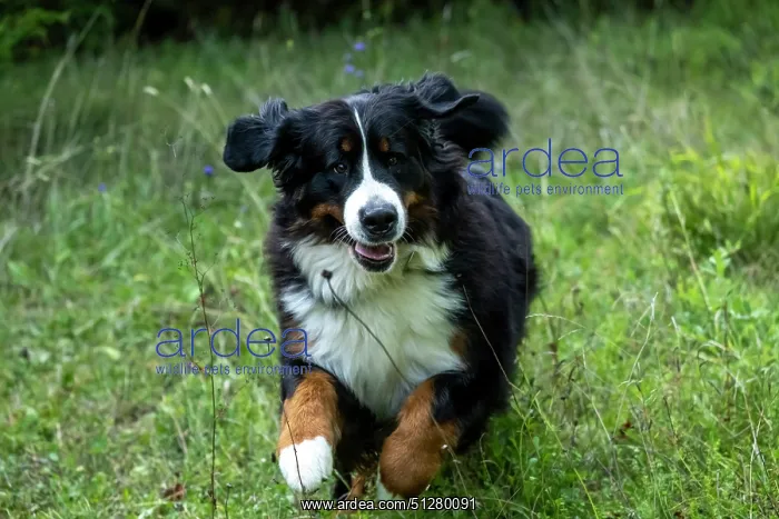 : DOG. Bernese Mountian Dog, running through long grass to camera : DOG. Bernese Mountian Dog, running through long grass to camera